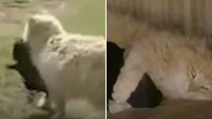 Cat Steals Her Neighbor Dog’s Puppies For The Most Heartwarming Reason Ever