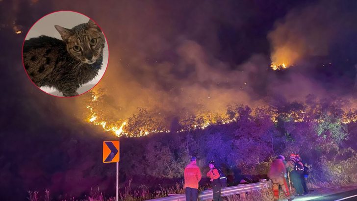 Cat Survives Devastating Wildfire In Colorado Thanks To One Lifesaving Detail