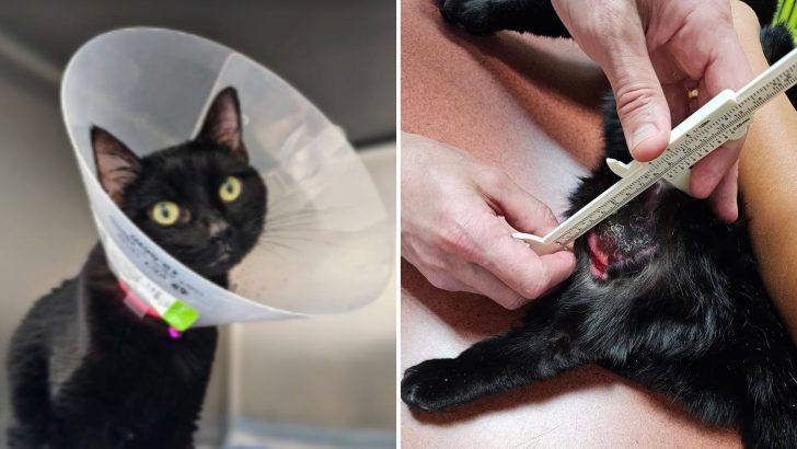 Cat With Cancer Finally Gets A Chance To Thrive After Being Abandoned Multiple Times