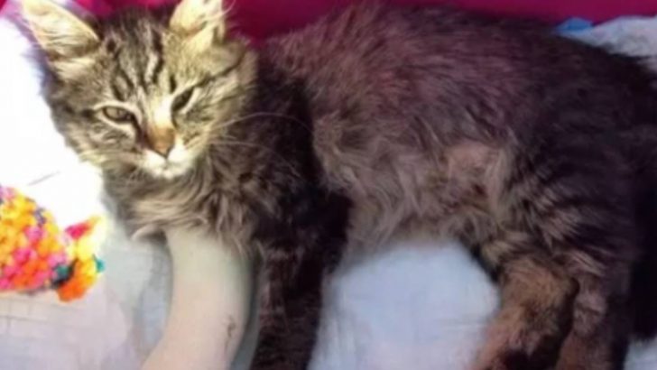 Cat With Serious Injuries Begs For Helping Hand During A Huge Rainstorm