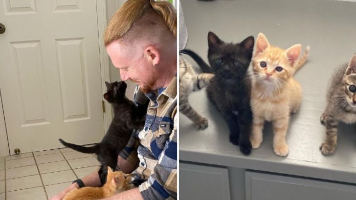 Compassionate Duo Who Devoted Their Lives To Rescuing Stray Cats Once Again Help Kitten In Need