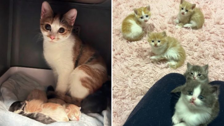 Compassionate Rescuers Had No Idea Their Day Would Transform Into A Mission To Save 12 Cats