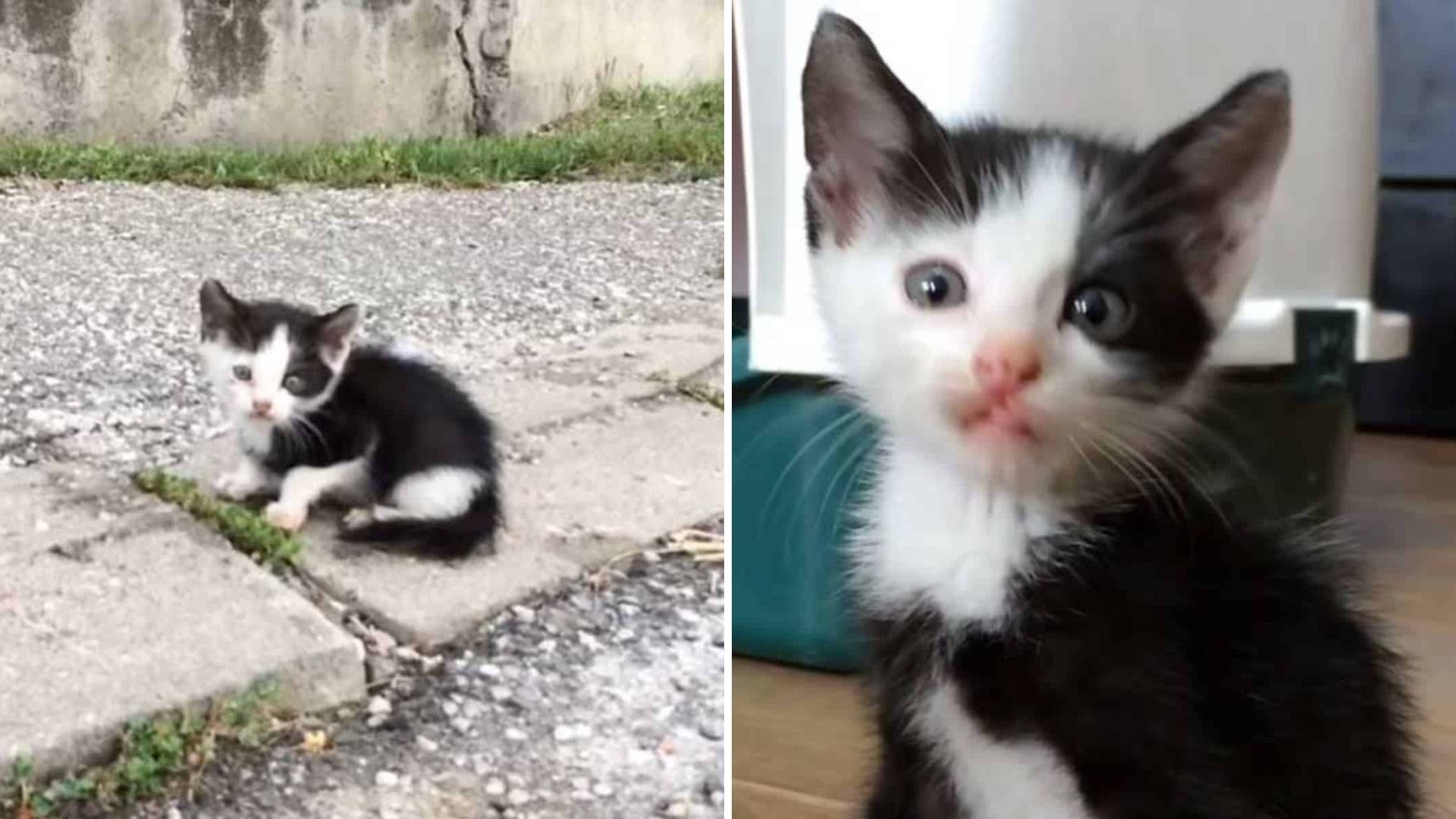 Couple Left Speechless After A Tiny Kitten Ran Up To Them Crying For Help