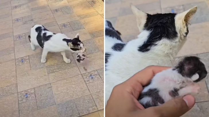 Desperate Mother Cat Brings Her Lifeless Kitten To An Unknown Man Begging For Help