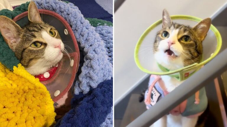 Destiny Brings Cat With A Ehlers-Danlos Syndrome To A Woman With The Same Condition