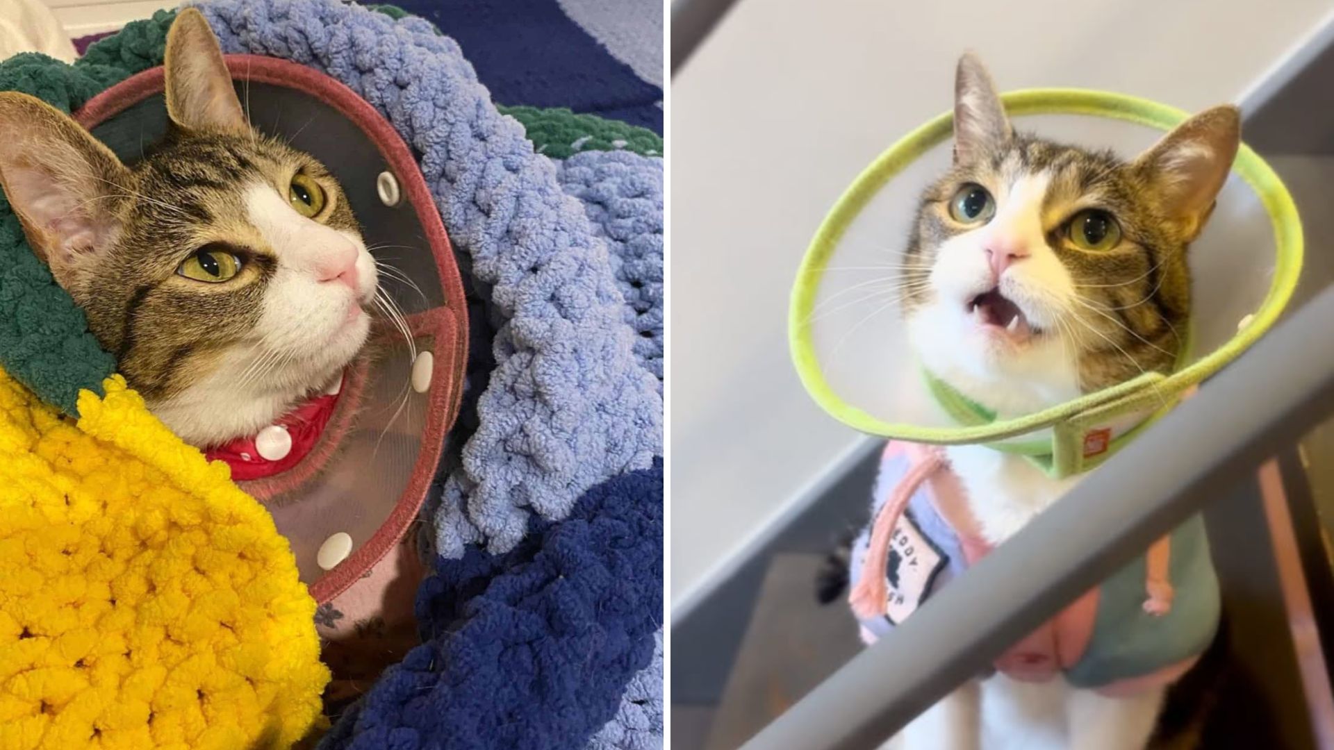 Destiny Brings Cat With A Ehlers-Danlos Syndrome To A Woman With The Same Condition