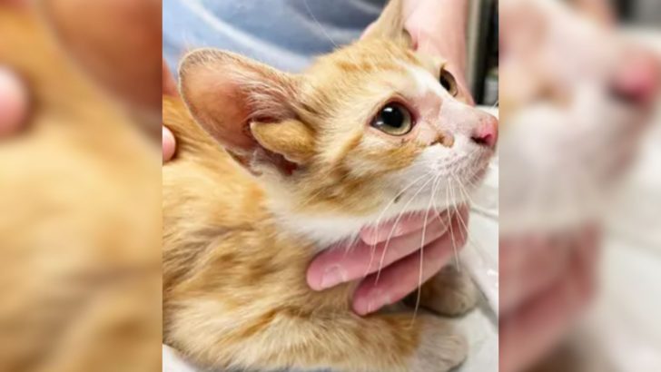 Duct-Taped Box Left In Front Of A Mechanic’s Shop Reveals The Most Unusual Kitten