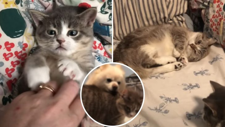 Dwarf Cat Rejected By Everyone Finds An Unexpected Friend