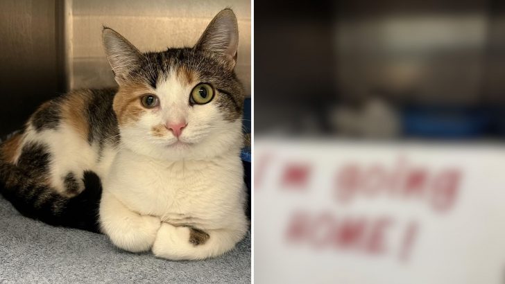 Shelter Cat Overlooked For Having Different-Sized Eyes Finally Gets Adopted