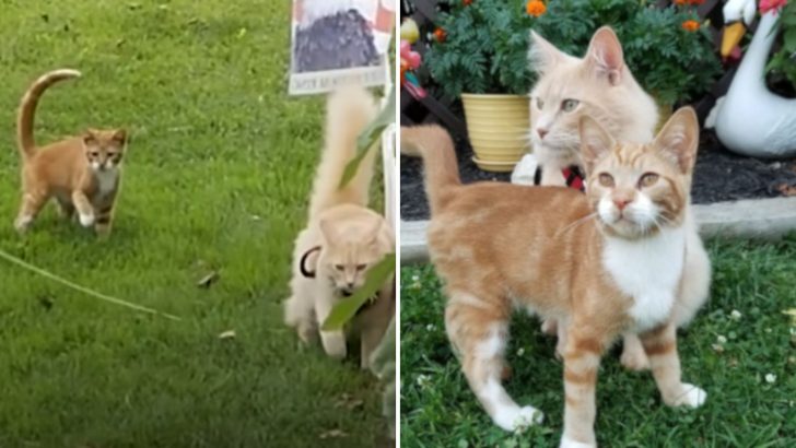 Fierce Feline Who Hates Everyone Befriends His Tiny Lookalike