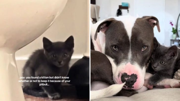 Florida Woman’s Leap Of Faith Creates A Forever Bond Between A Rescue Kitten And Pit Bull