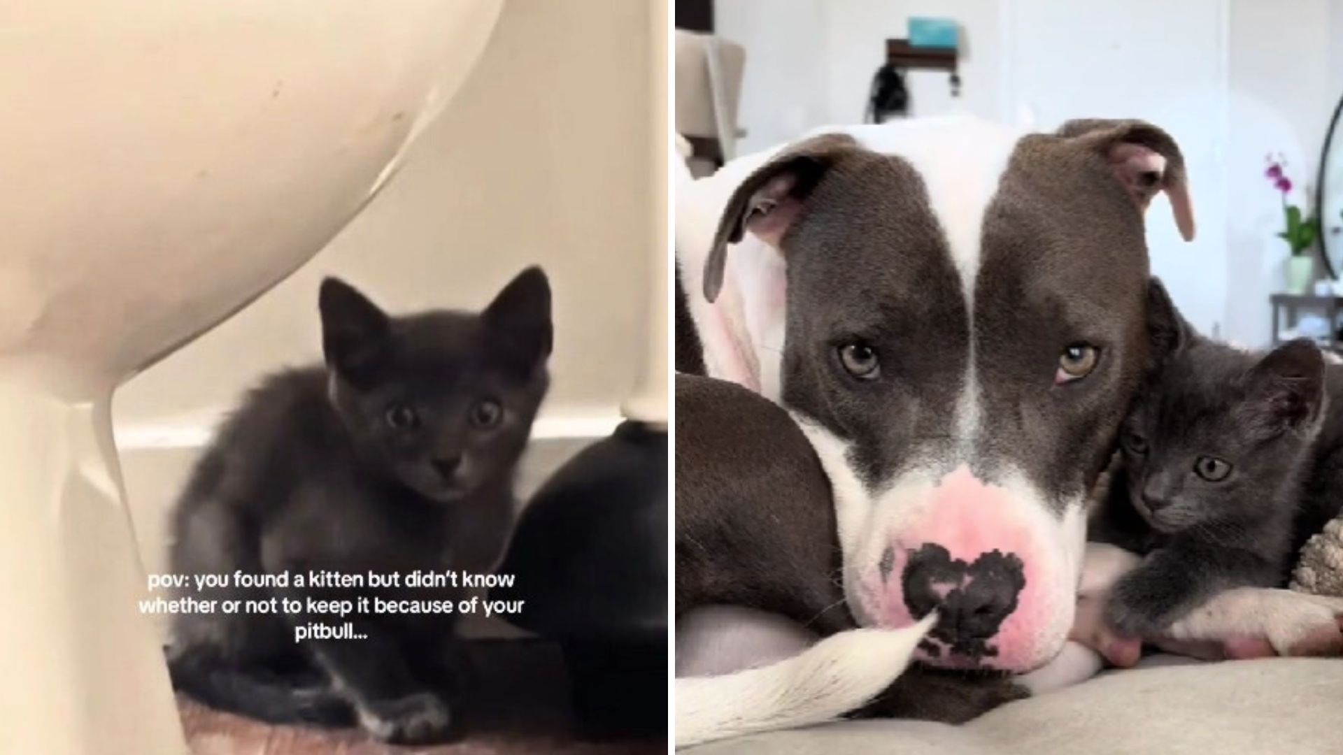 pitbull and a kitten