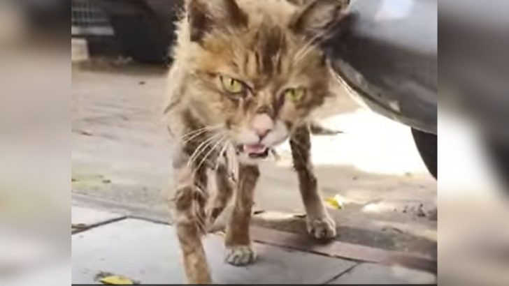 Frail, Emaciated Cat Crawls Out From Beneath A Car Needing Urgent Help