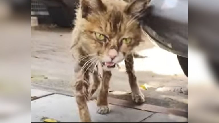 Frail, Emaciated Cat Crawls Out From Beneath A Car