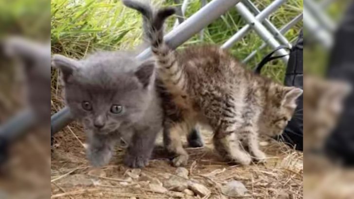 Friends’ Day Fishing By The Lake Ends With A Heartwarming Furry Surprise