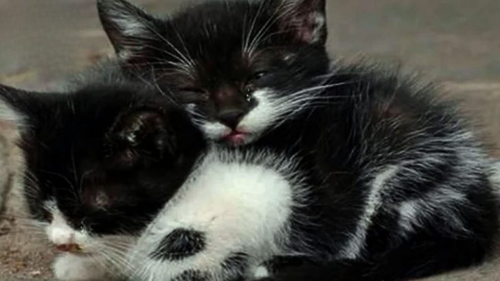 Heartbroken Woman Finds Two Tiny Kittens Clinging To Each Other After Their Mom’s Tragic Accident