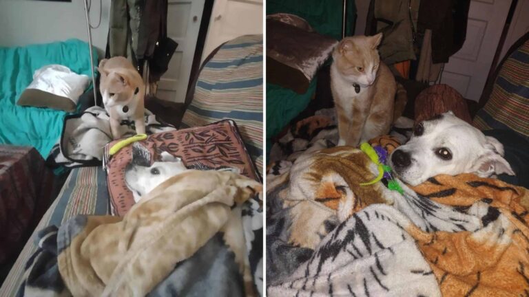 Hearts Melt As A Devoted Cat In North Carolina Cares For Her Sick Dog Sibling