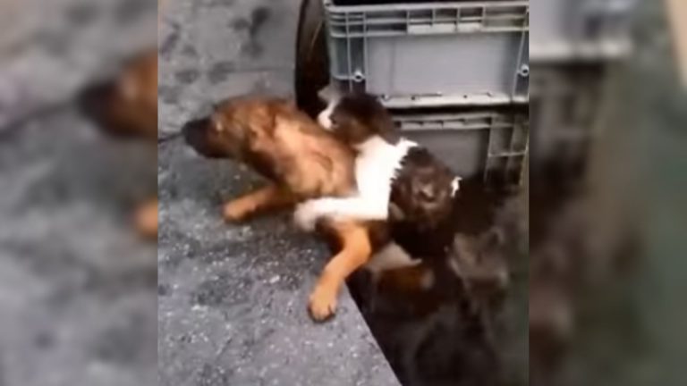 puppy saving a cat