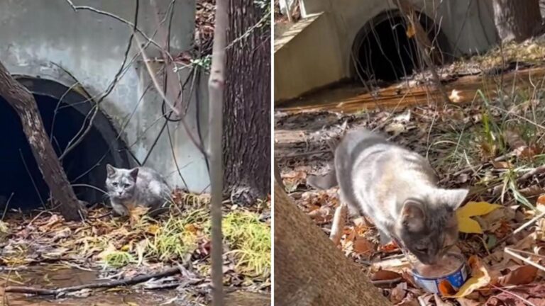 Kentucky Couple Stumbles Upon Tiny Cat Living Inside A Drainage Pipe