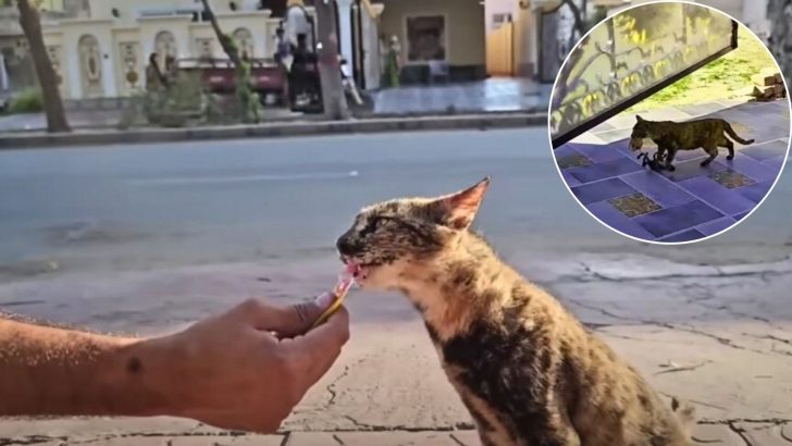 Kind Man Feeds Stray Cat, And She Returns The Favor By Bringing Him Her Newborns