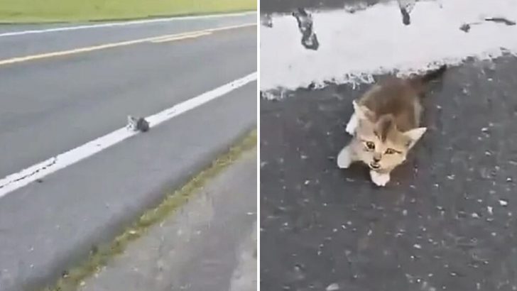 Kitten Thrown Out Of A Car In The Middle Of The Road Cries Desperately Until A Hero Steps In