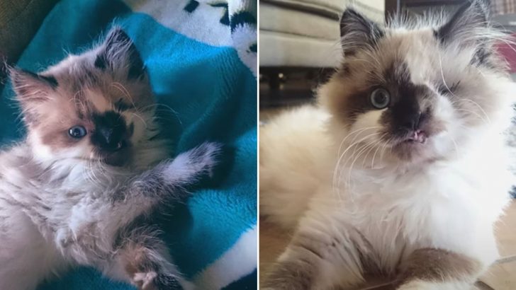 Kitten With Unusual Face Escapes Euthanasia Thanks To A Lovely Woman