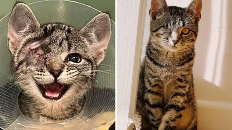 Los Angeles Family Adopts A Timid One-Eyed Kitten Who Slowly Learns To Trust Again