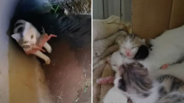 Mama Cat Battles Rising Floodwaters To Rescue Her Newborn Kittens Trapped In A Drainpipe