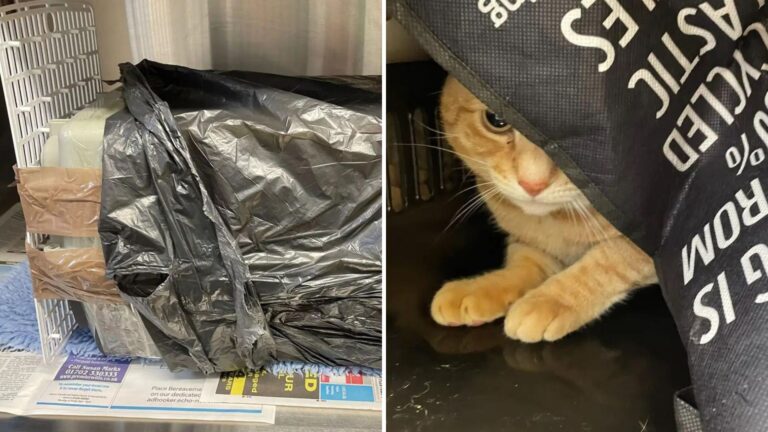 Man Finds A Taped-Up Pet Carrier In His Yard With Heartbreaking Contents Inside