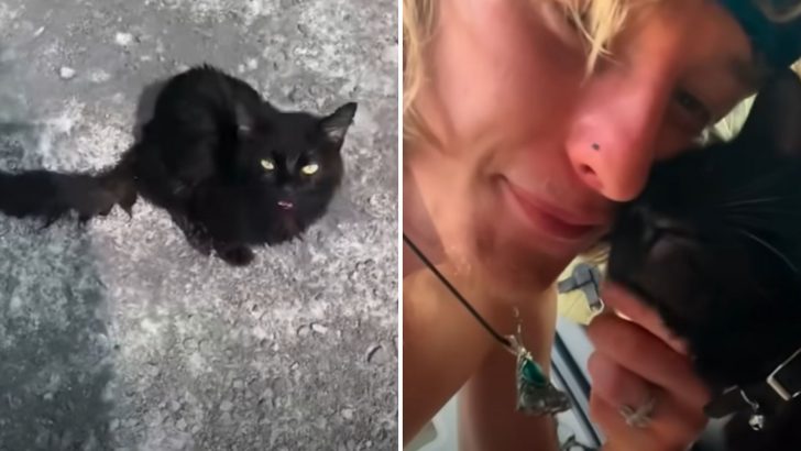 Man Finds An Abandoned Cat In The Middle Of A Parking Lot On A Scorching Summer Day