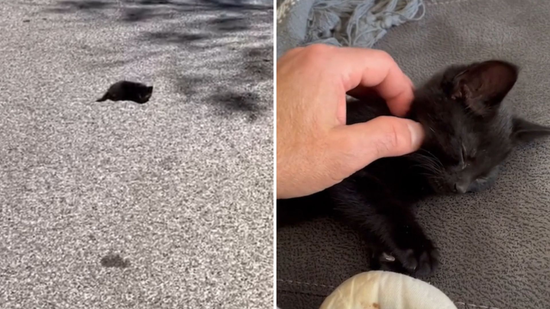 Man In Kentucky Sees A Black Spot On The Road Only To Find A Crying Animal
