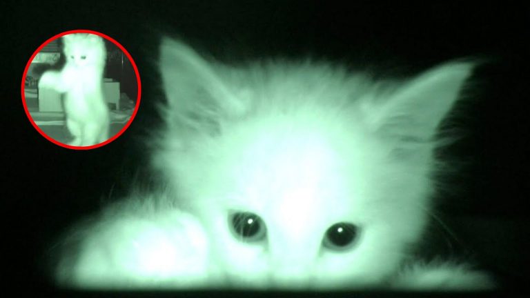 kitten on a night vision camera