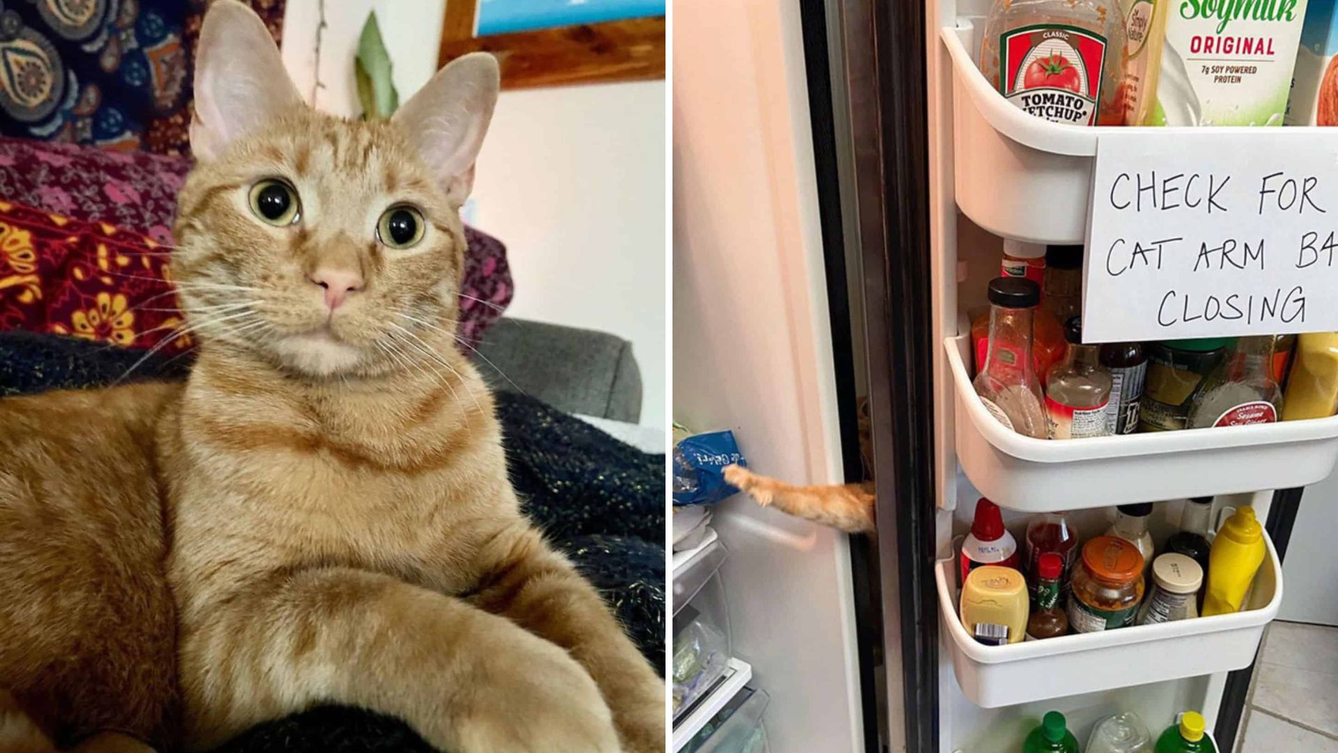 Maryland Cat’s Outrageous Food Obsession Drives His Family To The Brink