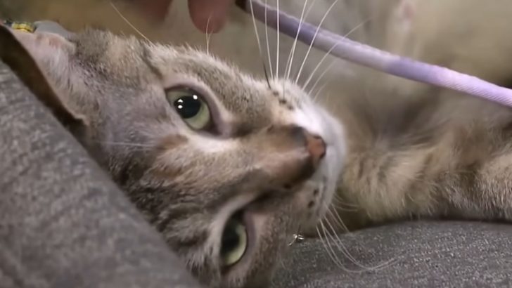 Michigan Woman Adopts A Shelter Cat And Tries To Euthanize Her For The Most Shocking Reason