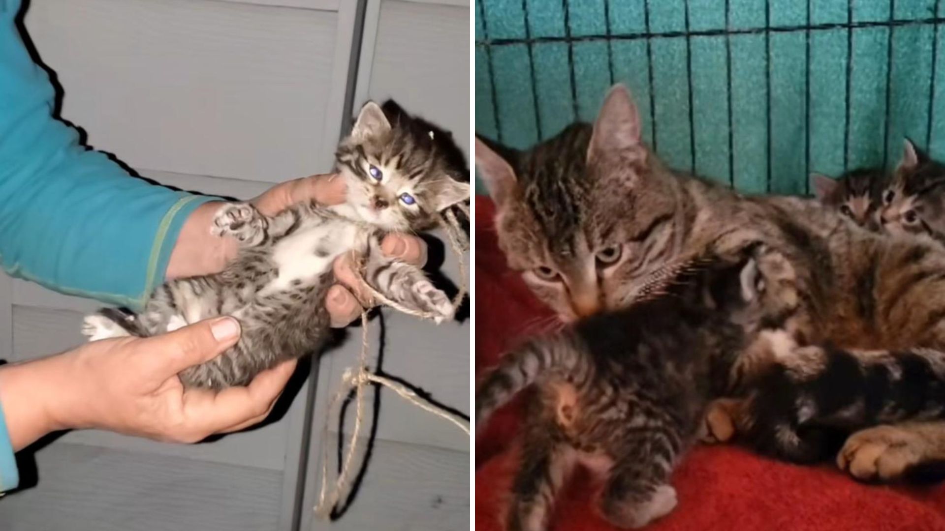 Minnesota Family Spends Days Rescuing A Cat Family Under Their Porch, But It Was Worth It