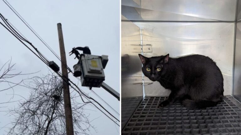 New Jersey ISP Workers Spot A Cat On The Utility Lines, Then Risk Everything To Bring Her Down