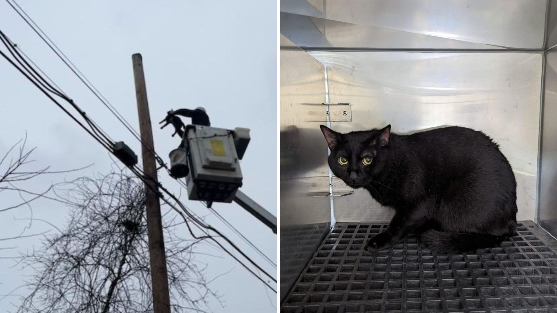 New Jersey ISP Workers Spot A Cat On The Utility Lines, Then Risk Everything To Bring Her Down