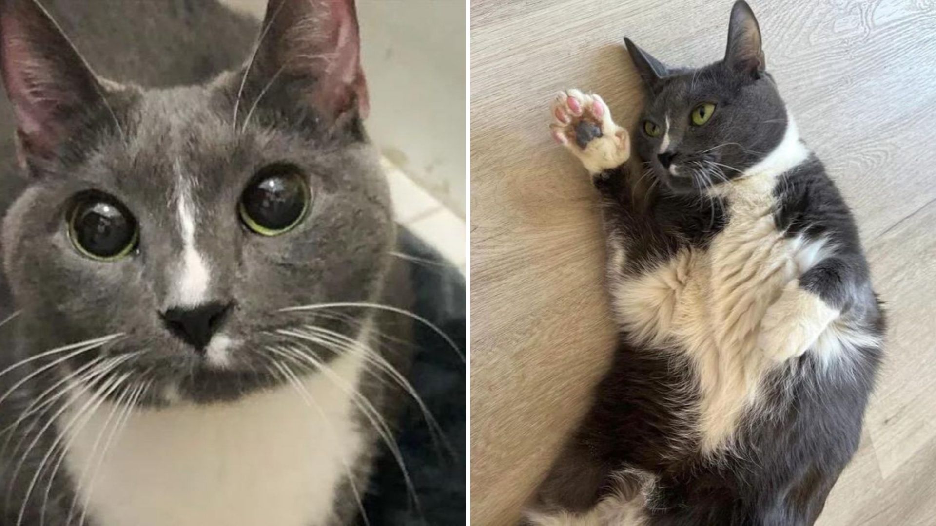 New York Cat Abandoned In Building Waits Days For Owner Who Never Returns