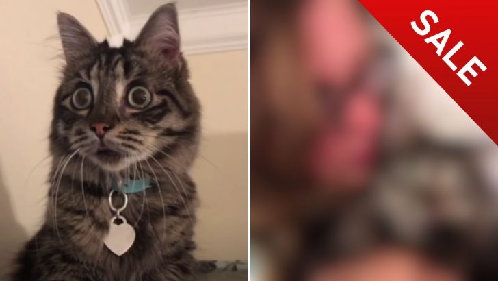 Nobody Wanted This Blind Cat And The Only Woman Interested Gets Offered A Discount At Adoption