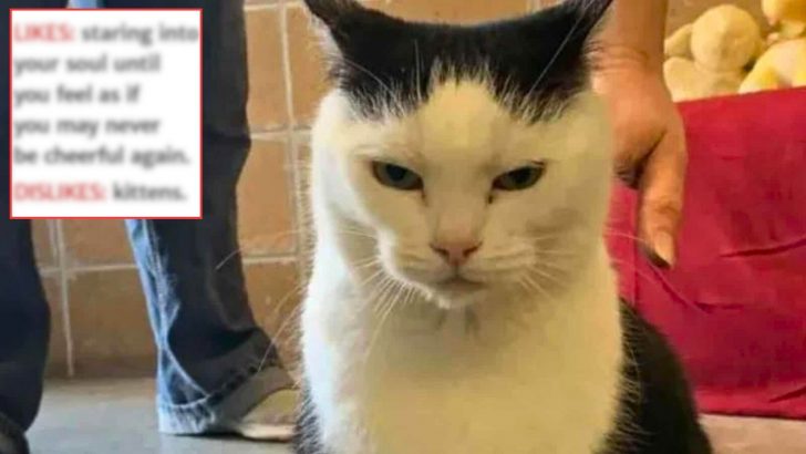 North Carolina Shelter Calls This Cat ‘The World’s Worst Cat’ And You Won’t Believe Why