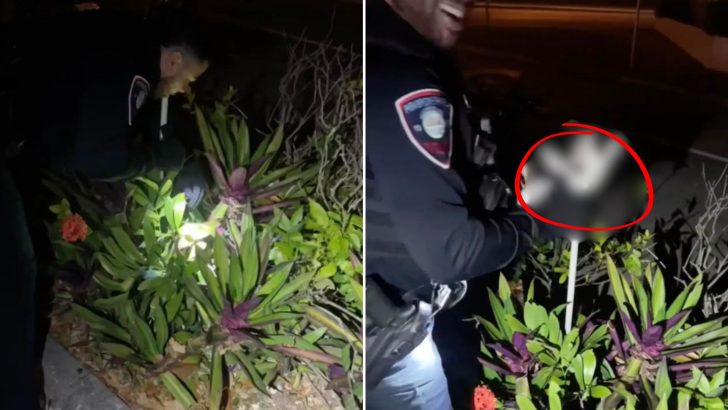 Officer Interrupted By Strange Sounds Coming From Bushes Uncovers An Adorable Surprise