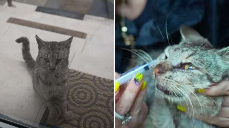 Ohio Couple Welcomes A Stray Cat For A Meal, Then They Notice Something Heartbreaking
