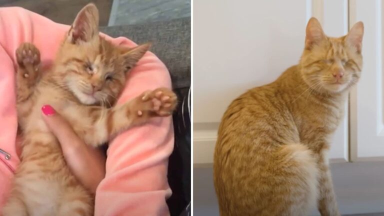 Once On The Verge Of Euthanasia A Blind Ginger Kitten In Oregon Finds Love At Last