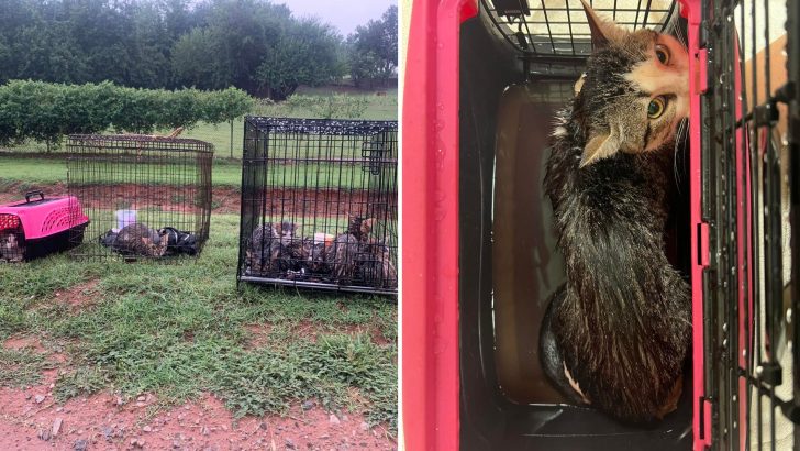 Over 15 Cats Abandoned In Cages During Cold Rainy Night Outside Oklahoma Sanctuary