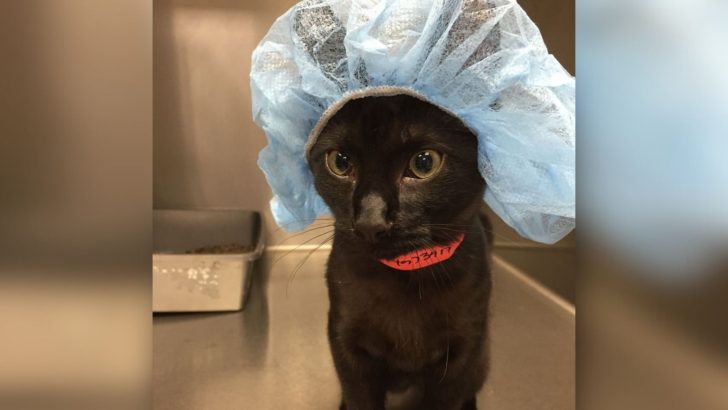 Owners Crack Up When Vet Sends Them A Hilarious Pre-Surgery Photo Of Their Cat