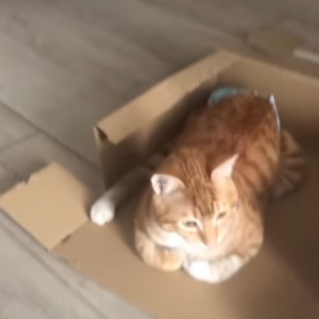 Paralyzed Cat is sitting in a box