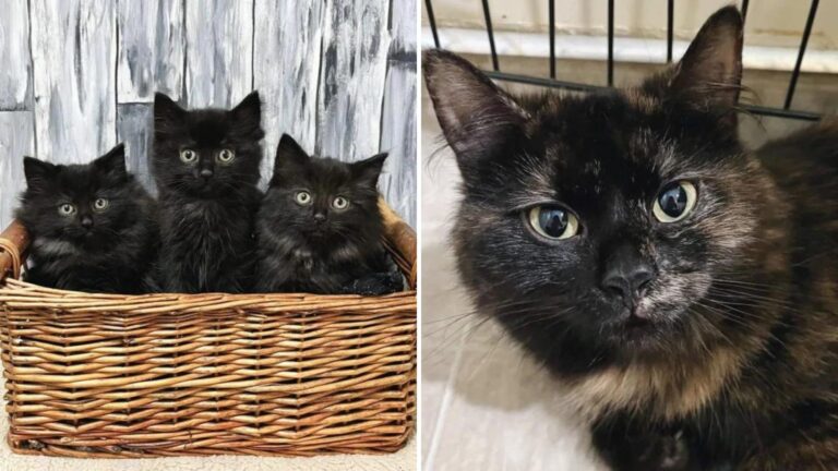 Pennsylvania Stray Found With Kittens Under A Deck Waits A Year For Someone To Love Her