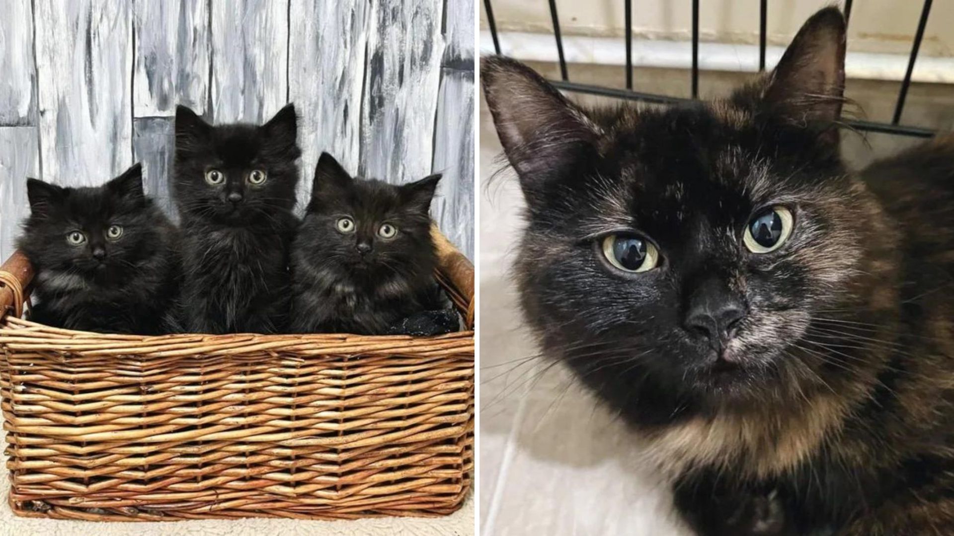 Pennsylvania Stray Found With Kittens Under A Deck Waits A Year For Someone To Love Her