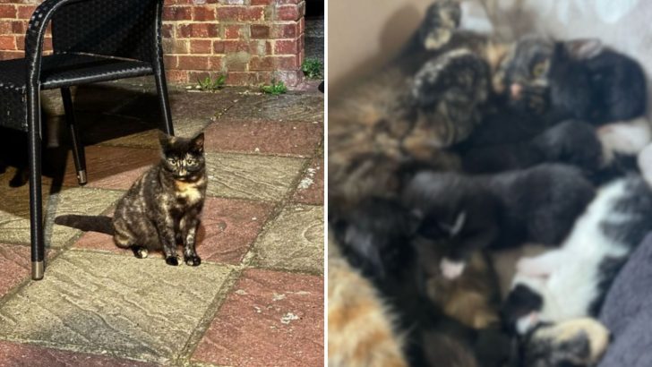 Pregnant Stray Cat Finds Safety And Becomes A Devoted Foster Mom