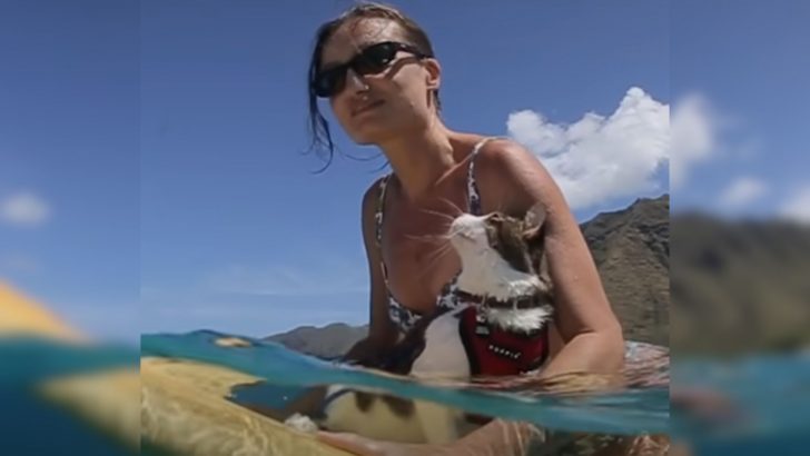 Hawaii Couple Adopts A Rescue Cat Who Amazes Them With A Skill They Never Expected